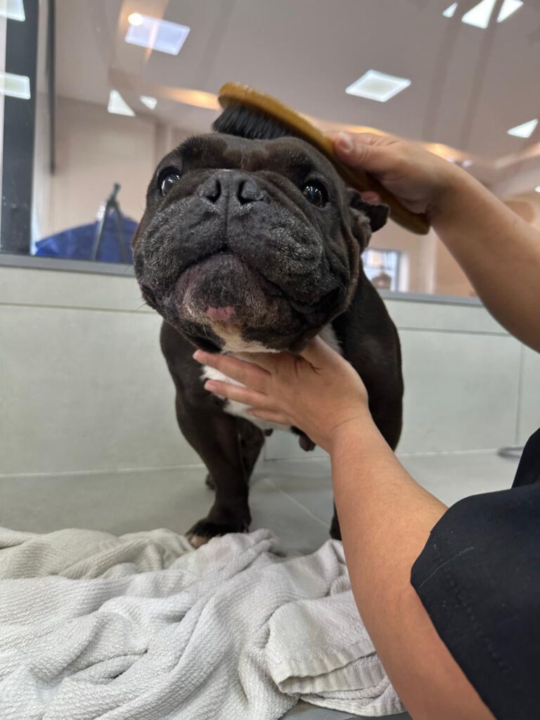 banho-tosa-perto-de-mim-brooklin-2