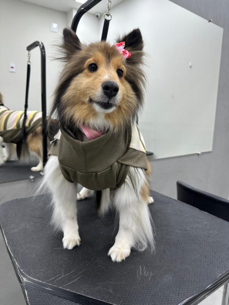 banho-tosa-perto-de-mim-brooklin