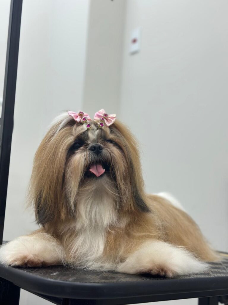 banho-tosa-perto-de-mim-brooklin-sp