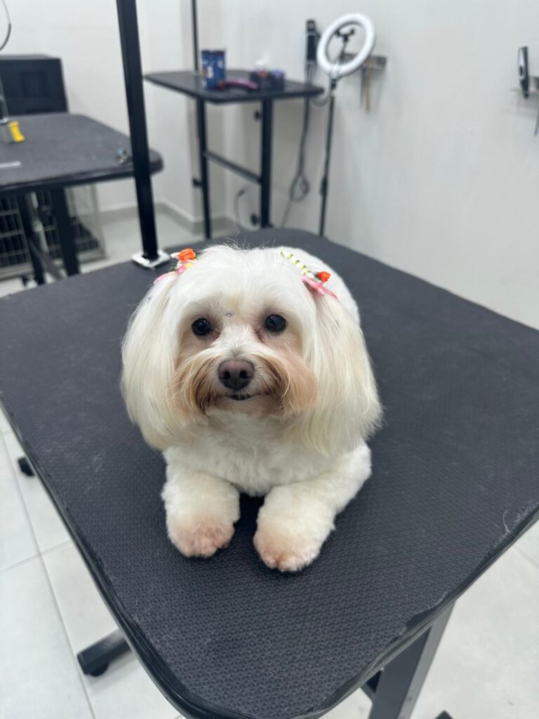 banhos-tosa-chacara-brooklin