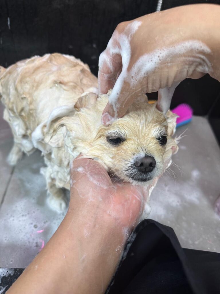 banhos-tosa-chacara-brooklin-sp