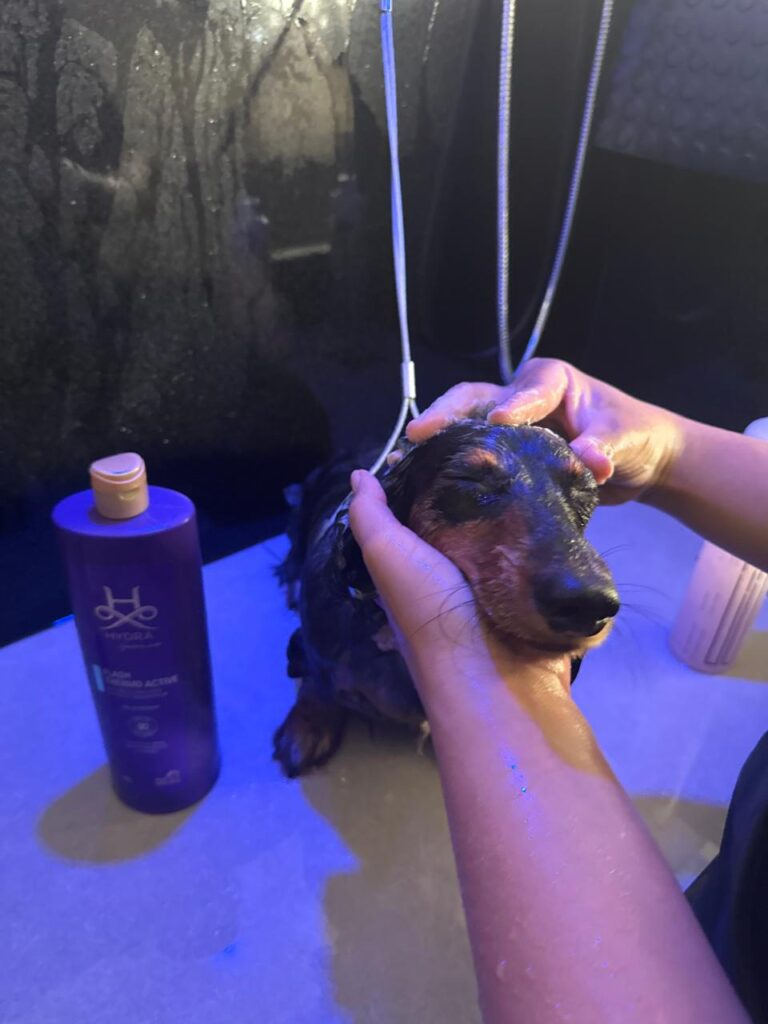 petshop-chacara-brooklin